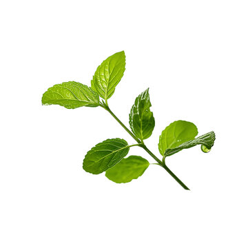fresh green leaves