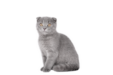 gray cat on isolated white background