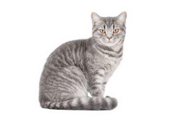 gray cat on isolated white background