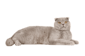 gray cat on isolated white background