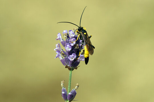 Male black, yellow ichneumon wasp, subfamily, Ichneumoninae, family Ichneumonidae. On flowers of lavender (Lavandula). Dutch garden, summer, June