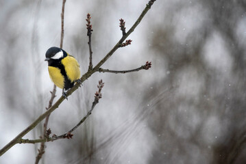 Fototapeta premium The great tit (Parus major) 