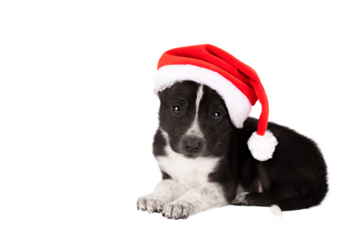 little puppy wearing christmas red hat isolate