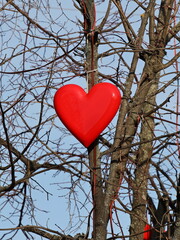 The decoration of red heart hangs on the bare branches of a tree. A symbol of a romantic relationship between a man and a woman. The color of passion and love between individuals. Spring mood and natu