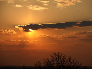 Dark silhouette of trees and cousins against the background of an orange sunset. Evening nature folds to a romantic mood. Warm colors. The region of the temperate climate of the European continent