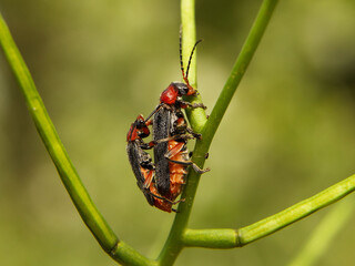 Copulation of beetles of firefighters. Reproduction of insects. Macro with blurry background. Pest control crop. Pollination of plants with flowers. Flora and fauna of the temperate region. Natural