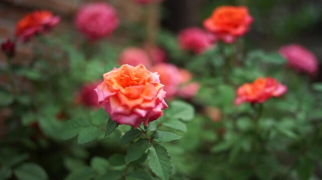 A beautiful macro of red roses flowers  blooms among roses creates a vibrant summer garden filled with colorful petals, lush flora, and the natural beauty of a spring blossom
