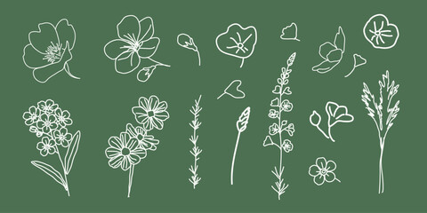 Floral set. Botanical flower and leaf pack for web design. White plant on green background. Vector illustration