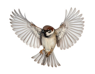 A small bird, wings fully outstretched, in mid-flight against a transparent background