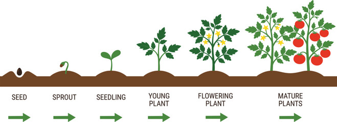 Plant growth stages illustration showing seed sprout seedling young flowering and mature plants life cycle diagram for education gardening