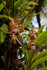 vanda