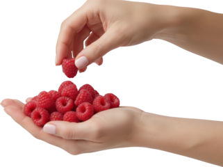 Female hands gently hold a mound of fresh ripe red raspberries while delicately picking one from the pile Raspberries fruit hands picking fresh 178 characters