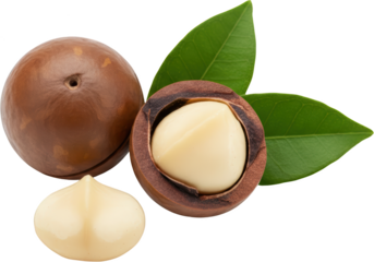 Whole macadamia nut cracked shell showing the kernel and a shelled macadamia piece with green leaves in close up 179 characters Food Snack Healthy Ingredient