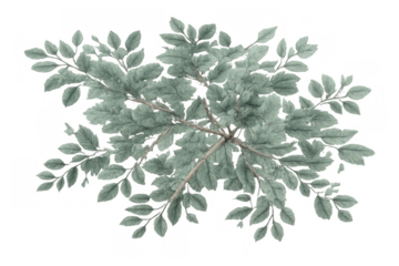 Foliage top view with green leaves and branches cutout, summer plant growing, transparent background