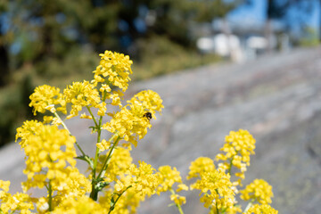 Rape blossoms in bloom in the springtime. 