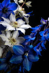 Flowers background. white and blue flowers, clematis, cornflower, delphiniums on a black background, macro shot, Floral card, print