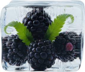 Several fresh blackberries with bright green leaves are preserved inside a clear frosty block of ice creating a vibrant contrast Frozen Fruit Freshness