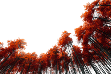 Lush dense forest with red and orange canopy isolated on transparent background