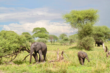 Naklejka premium Elephants in Taranguire National Park in Tanzania