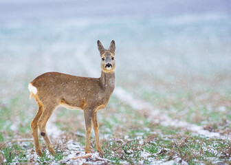 Wild roe deer in a frost covered field
