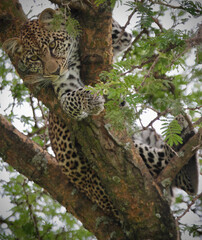 Obraz premium A wild Leopard in Serengeti National Park, Tanzania