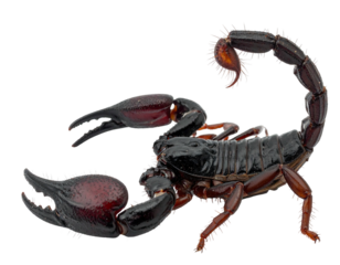 Close-up of a dark scorpion with large pincers and a curved tail against a solid black background