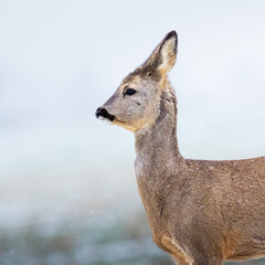 Roe deer in snow on a meadow