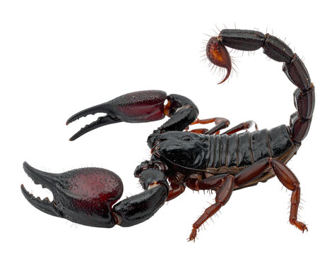 Close-up of a dark scorpion with large pincers and a curved tail against a solid black background