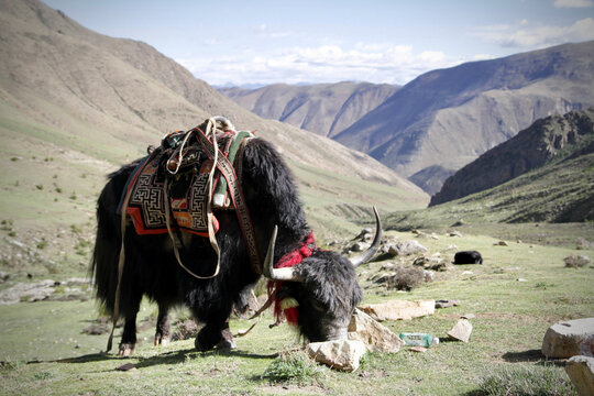 Yack in the tibetan Himalayas, Tibet, Western China