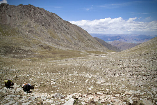 Yack in the tibetan Himalayas, Tibet, Western China