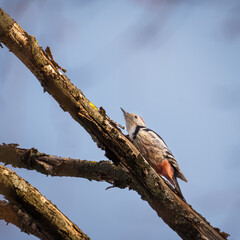 middle spotted woodpecker on a tree
