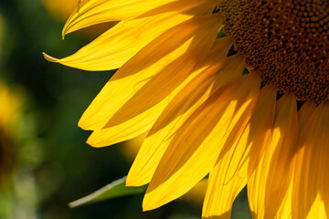 sunflower close up
