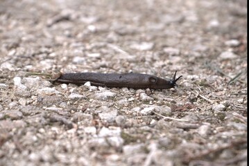 Limace rampant au sol .