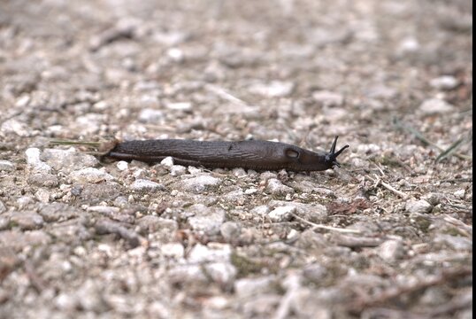 Limace rampant au sol .