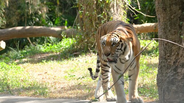 A strong bengal tiger is walking in the jungle or nature parkland forest with aggresive action. Animal and wildlife portrait with face focus. 