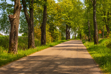 Fototapeta premium Country road lined with trees in rural Masuria landscape, Poland.