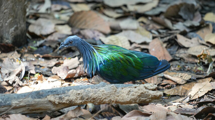 A nicobar pigeon or nicobar dove, one speciman of small bird in colorful green feather is walking on dirt ground in tropical forest. Animal portait photo, close-up.