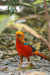 A golden pheasant, one specie of chicken with colorful vibrant red and yellow like golden feather during walking on dirt ground. Animal portrait photo.