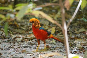 A golden pheasant, one specie of chicken with colorful vibrant red and yellow like golden feather during walking on dirt ground. Animal portrait photo.