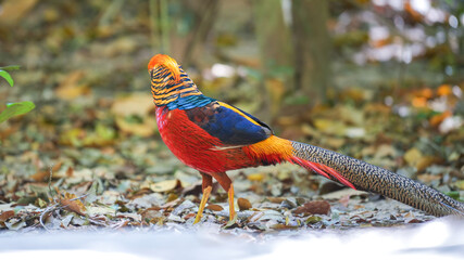 A golden pheasant, one specie of chicken with colorful vibrant red and yellow like golden feather during walking on dirt ground. Animal portrait photo.