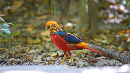 A golden pheasant, one specie of chicken with colorful vibrant red and yellow like golden feather during walking on dirt ground. Animal portrait photo.
