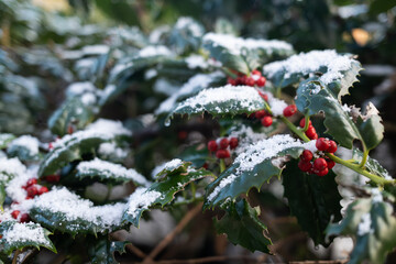 Winter bush with red berries in the snow