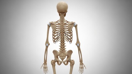 Rear view of a detailed human skeleton, showcasing spine, ribs, and limb attachments