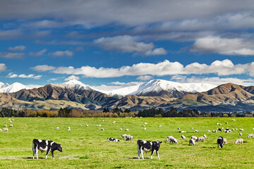 Beautiful landscape with grazing cows