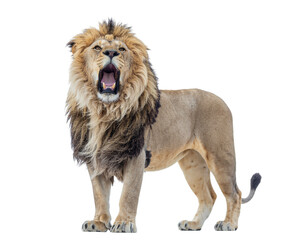 Obraz premium Majestic male lion roaring with mane and muscular body