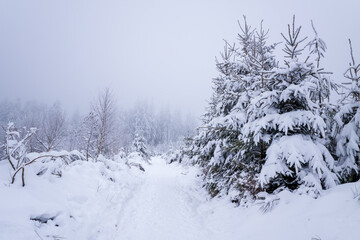 Obraz premium A snow-covered trail winds through frosted fir and birch trees in the Morvan mountains, with dense mist softening the distant woodland and creating a tranquil, wintry mood.