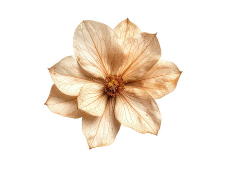 Dried, pale tan flower on black background, full bloom, center focus