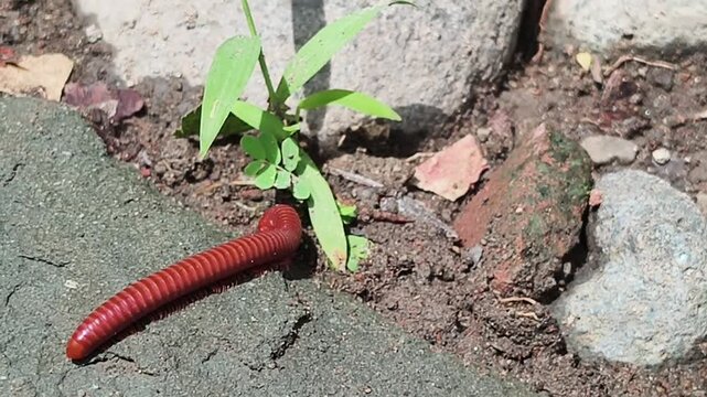 Red millipede crawling on a stone surface in a garden.