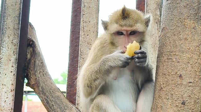 Long-tailed macaque (Macaca fascicularis) sitting on a tree branch and eating bread.