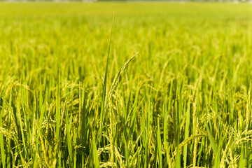 Obraz premium Golden rice stalks stand tall in a sunlit paddy, their grains nearly ready for harvest. The vibrant green and yellow hues create a lush, textured landscape in northern Vietnam.